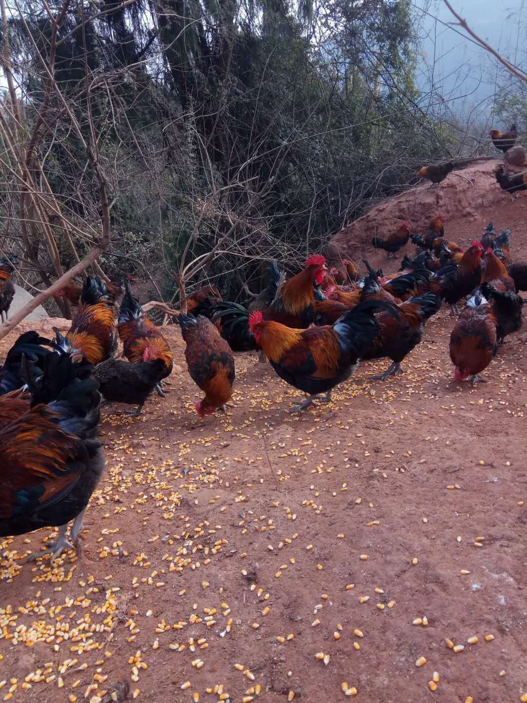 跑山公鸡图片